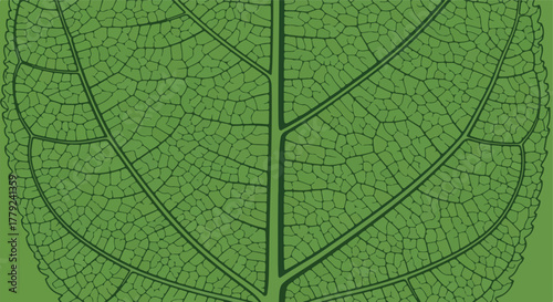 Close-up illustration of a green leaf