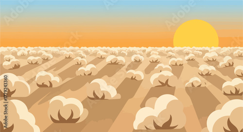 Flat, warm, abstract cotton field at sunset