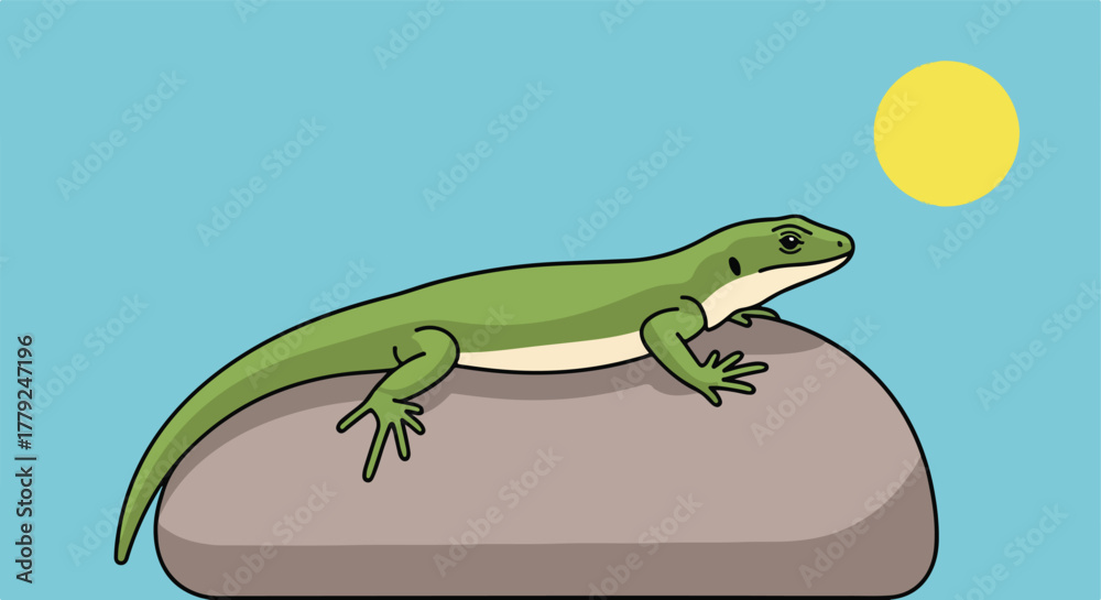 Fototapeta premium Lizard on a rock basking in the sun