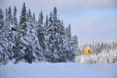 A snow-covered forest during the storm, Québec, Canada