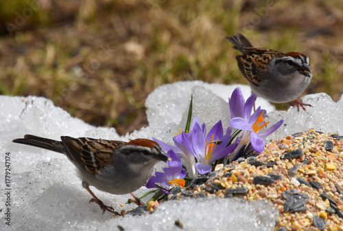 Sparrows in the garden in spring, Sainte-Apolline, Québec, Canada