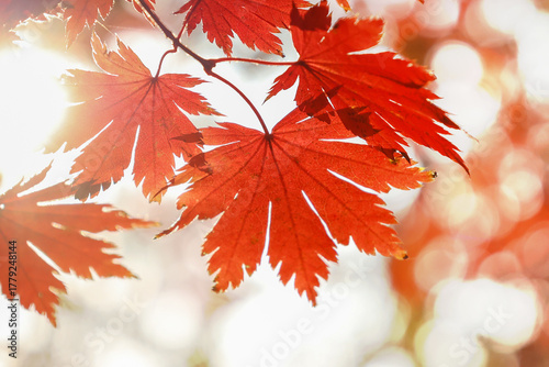 red maple leaves close-up