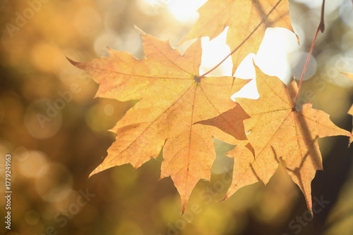 autumn maple leaves of yellow color