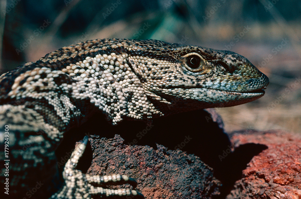 Naklejka premium Land monitor