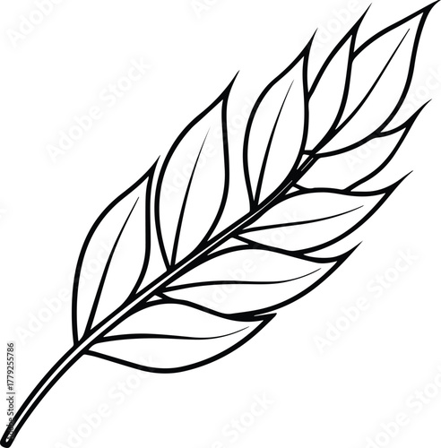 willow leaf outline vector for botanical and decorative design