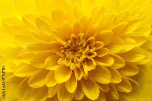 macro photograph of a yellow chrysanthemum