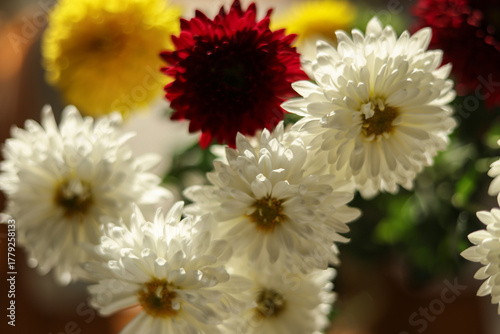 bouquet of garden chrysanthemums backlit from behind