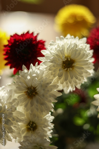 bouquet of garden chrysanthemums backlit from behind