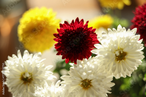 bouquet of garden chrysanthemums backlit from behind