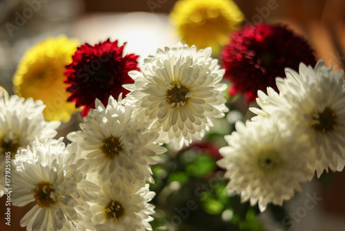 bouquet of garden chrysanthemums backlit from behind
