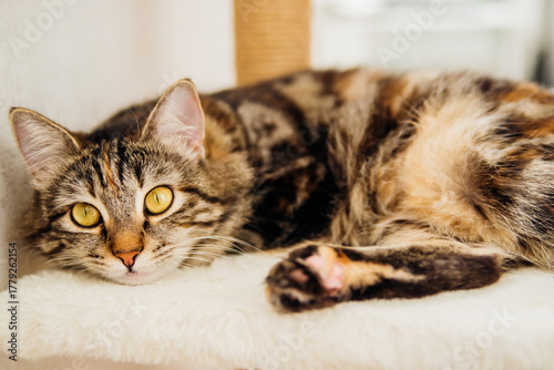 Striped fluffy is resting on a cozy couch. Pet.
