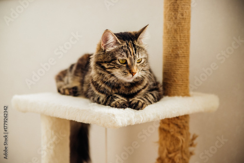 Striped fluffy is resting on a cozy couch. Pet.