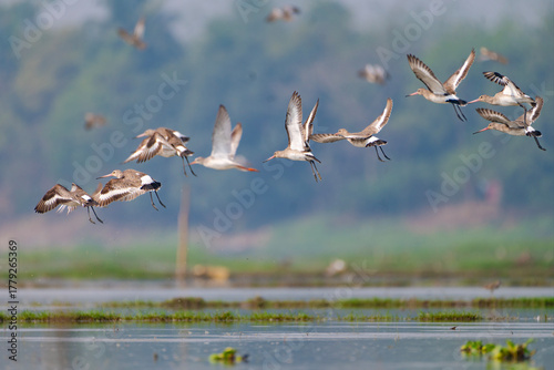 Bird in flight