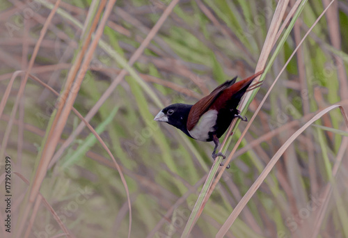 Tricolor Muniya