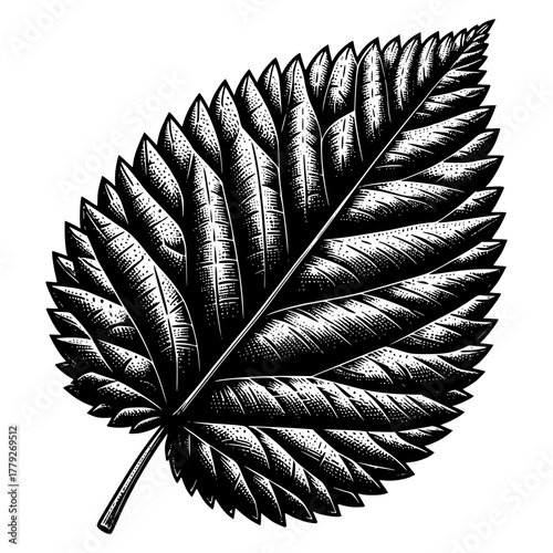 monochrome sketch of a leaf in a vintage botanical illustration style vector image illustration