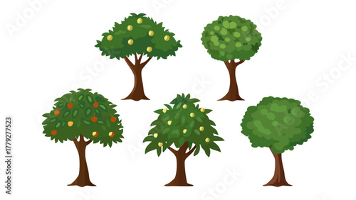 Various Tree Illustrations: A collection of various tree illustrations showcase diverse foliage and forms, providing a visual guide to different tree types and characteristics.