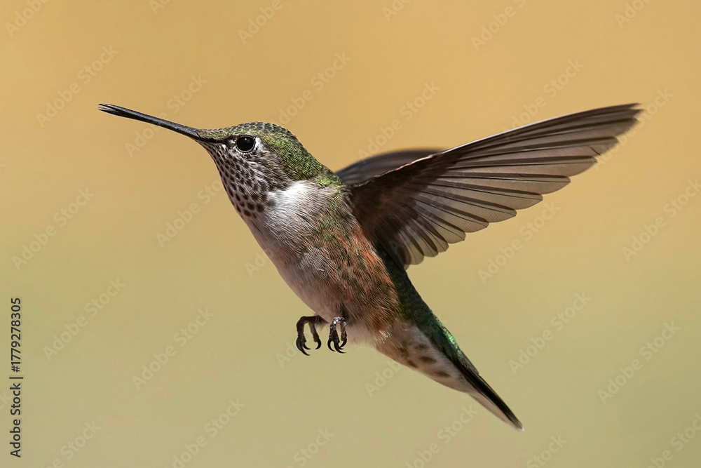 Obraz premium Broad-tailed Hummingbird in flight