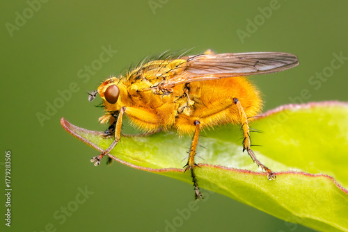 Male golden dung fly resting at the edge of a leaf with blurred background and copy space