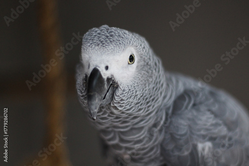 African Grey Parrot