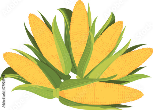 Pile of Fresh Sweet Corn Cobs with Husk Flat Vector Illustration
