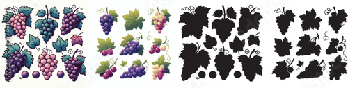 Set of vector and shilhouttes images of grapes on a white background
