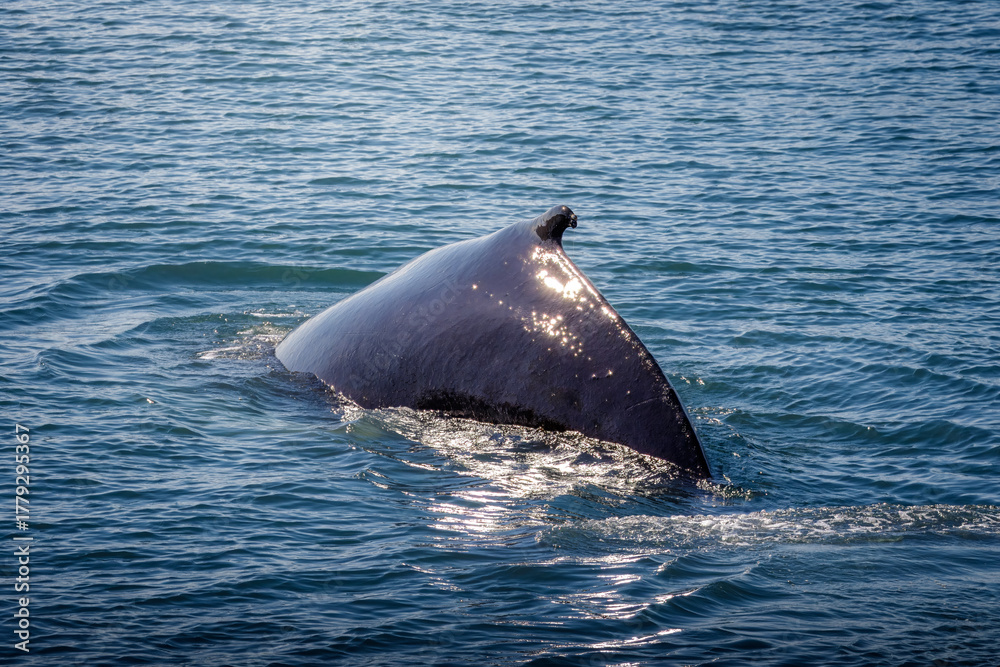 Fototapeta premium Whale Watching North Atlantic, off Akureyri, Iceland, August 2025. Blows and Flukes on a beautiful calm summers day. 