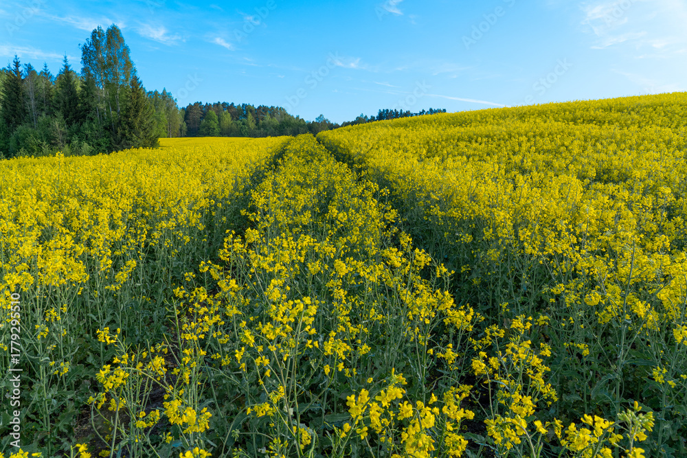 Obraz premium rapeseed field with blue sky