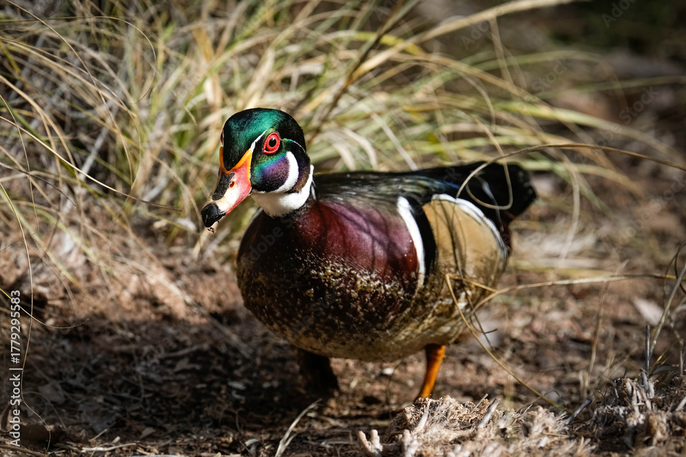Obraz premium Wood Duck Drake Posing