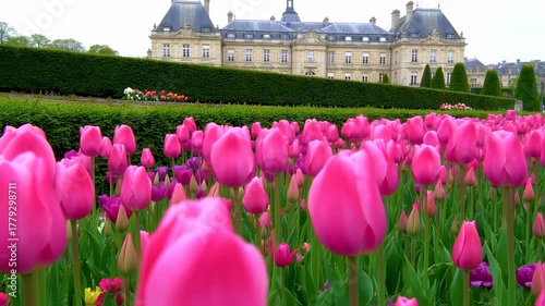 Pink Tulips Bloom in a Formal Garden with a Majestic Building in the Background