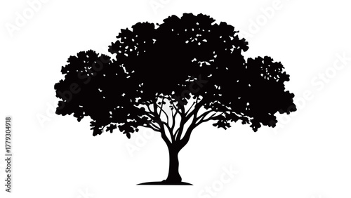 Majestic Silhouette: A powerful silhouette of a mature tree, its branches reaching towards the sky, capturing the essence of nature's timeless beauty and resilience.