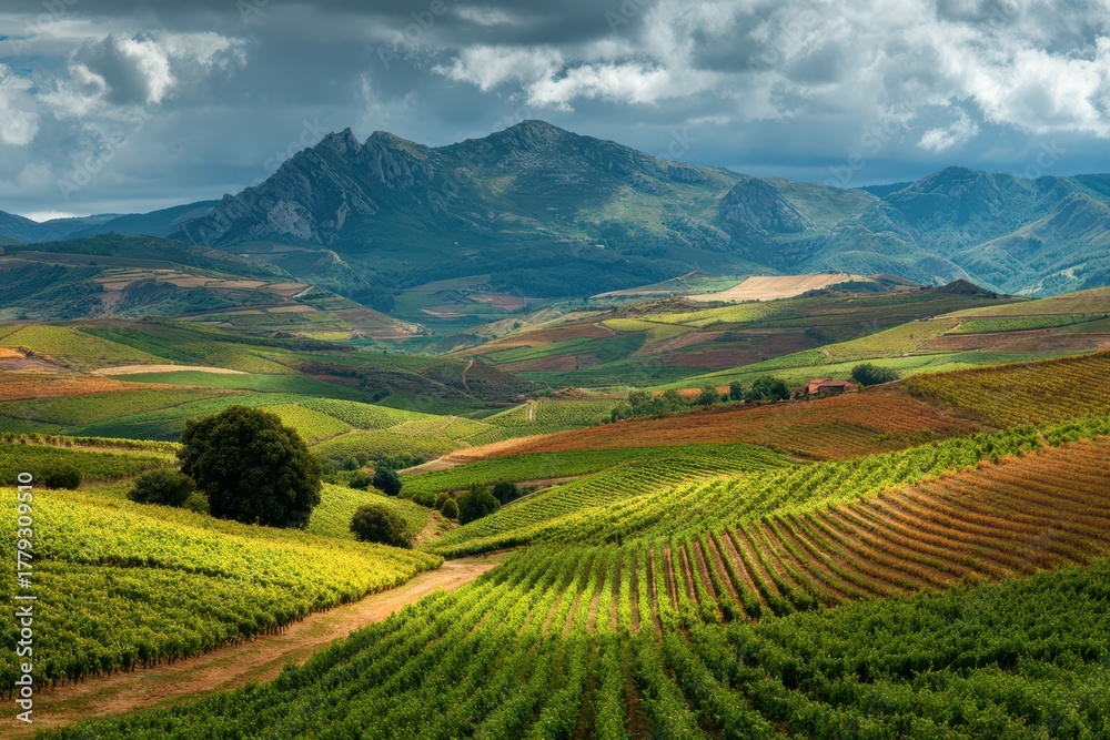 Fototapeta premium Sierra Cantabria Wineyard Landscape in La Rioja, Spain