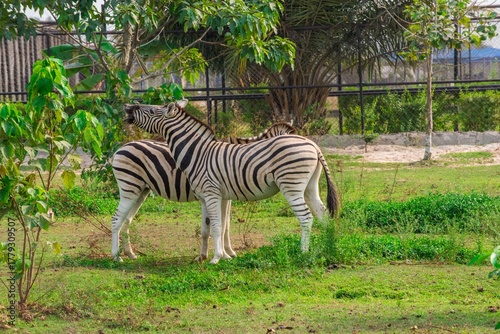 Two zebras grazing together on a green grassland in a natural outdoor habitat. The scene captures wildlife harmony, showcasing the beauty of nature and African landscapes