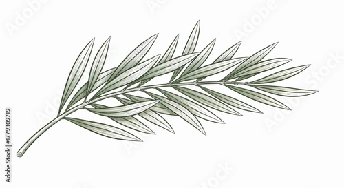 Detailed hand drawn olive tree branch with green leaves isolated on white background vector illustration