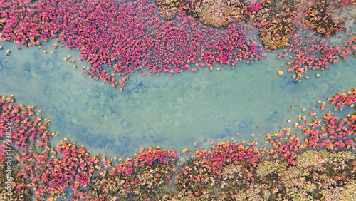 Fototapeta Naklejka Na Ścianę i Meble -  drone photography of a river bend in a salt marsh with colorful banks covered in red and green vegetation under soft light