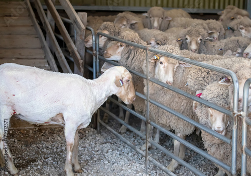 Freshly shorn sheep standing near flock inside Australian shearing shed, showing wool production process