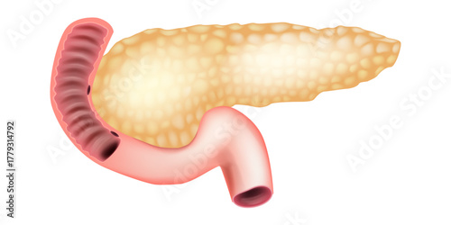 Detailed Pancreas Organ Illustration for Medical Use. Human Pancreas Anatomy with Duodenum Section. Digestive System Organ 