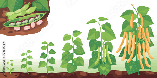 Illustration showing the growth stages of a bean plant from seedling to harvest