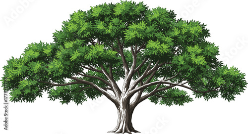 Mature tree with rounded canopy cartoon illustration, symbolic growth and expressive nature wisdom artwork for design and education