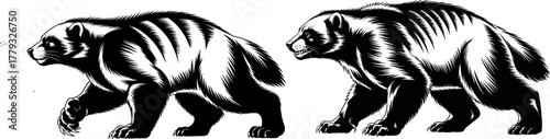 Wolverine Vector Engraving. Wild Animal, Ferocious Mascot, and Aggressive Wildlife Illustration