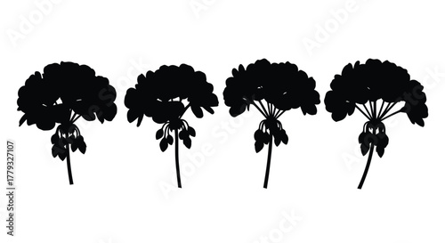 Silhouetted geranium flowers in a row isolated on white background
