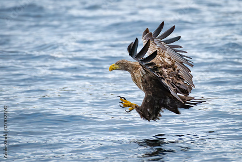White Tailed Eagle