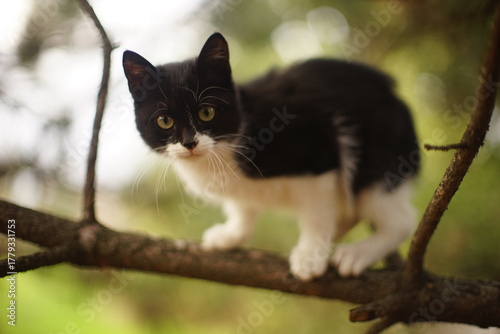 black and white cat portrait on a tree