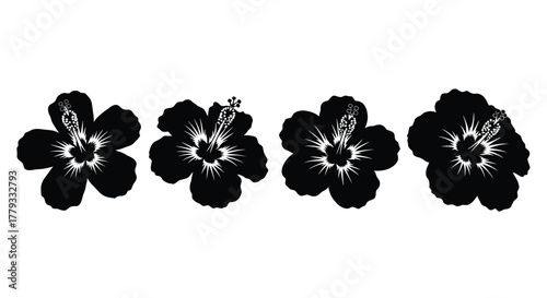 Four hibiscus flowers in full bloom isolated on white background