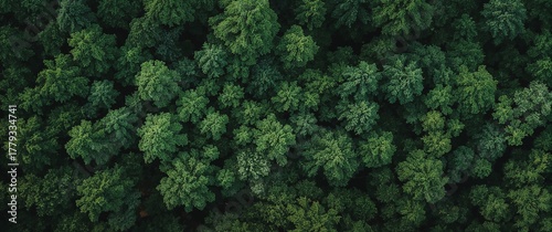 Aerial View of a Lush Forest Canopy, Showcasing a Dense Collection of Trees and Foliage
