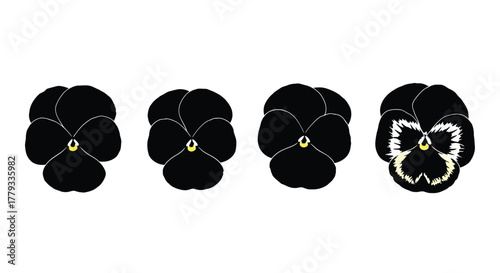 Four black pansies isolated on white background in a row formation