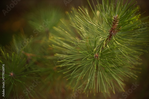 close up of pine needles