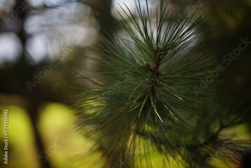 green pine needles on a branch