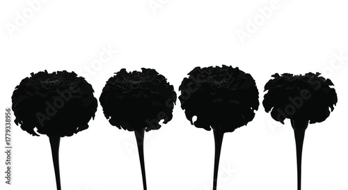 Four black marigold flowers in a row isolated on white background