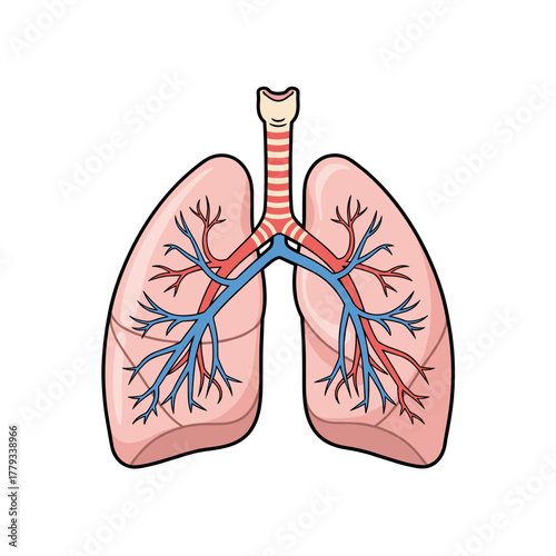Detailed illustration of human lungs with trachea bronchi and blood vessels pink and blue against a black background showing respiratory system anatomy and healthcare concept