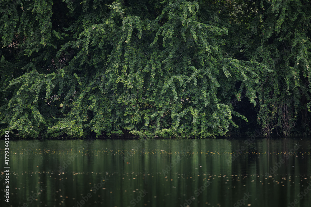 Fototapeta premium forest or garden with water ripple in nature, wallpaper, template for presentation